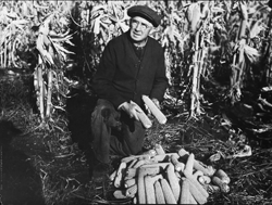 Wesson Dougan displaying cobs of corn.