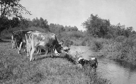 Cows enjoying the creek