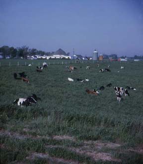 View of the dairy from the east