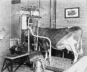 A cow in her stall at a fair